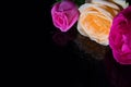 Three roses on a black mirrored table in drops of water. Red, yellow and pink rose with dew drops on black mirror background Royalty Free Stock Photo