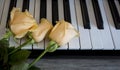 Three roses on black and white piano keys, international womens day, mothers day, romance, love, flowers