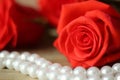 Three roses flowers red with pearl beads on wooden background closeup. Royalty Free Stock Photo