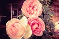 The Three roses Royalty Free Stock Photo