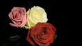 Three roses watered in super slow motion