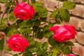 Three roses wetted by the rain