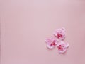 Three rosy orchid flowers on pink background. Place for text.