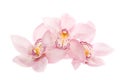 Three rosy orchids isolated on white background Royalty Free Stock Photo