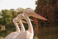 Three Rosy Pelicans at the Luise Park in Mannheim, Germany, Autumn