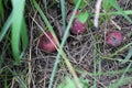 Three rotten apples laying on ground 20504