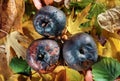 Three rotten apples on vivid autumn leaves