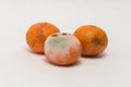 Three rotten tangerines on a white background