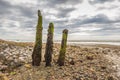 Three rotten wooden posts covered with seaweed and algae