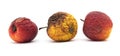 Three rotten wrinkled apples on a white isolated background