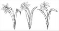 Three rough black and white line sketches of Narcissus flowers Royalty Free Stock Photo