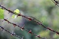 Rows of barbed wire fence, blurred background Royalty Free Stock Photo