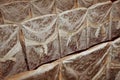 Three rows of chairs in beautiful light, with floral decoration, fabric covers.