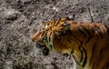 Young Royal Bengal tiger sibblings at the Guadalajara zoo