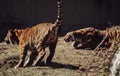 Young Royal Bengal tiger sibblings at the Guadalajara zoo