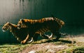 Young Royal Bengal tiger sibblings at the Guadalajara zoo