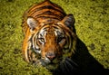 Young Royal Bengal tiger sibblings at the Guadalajara zoo