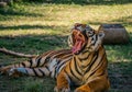 Young Royal Bengal tiger sibblings at the Guadalajara zoo