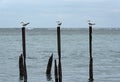 Three Royal Tern seagull on three pillars in the Caribbean Sea in the Guanacaste province, Costa Rica Royalty Free Stock Photo