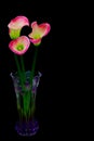 Zantedeschia rubylite pink ice calla lilies in a crystal vase on dark background