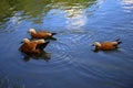 Three ruddy shelducks swims on the lake