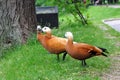 Three ruddy shelducks Tadorna ferruginea on the green grass.