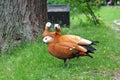 Three ruddy shelducks Tadorna ferruginea on the green grass.