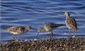 Three Ruffs at Martin Mere Royalty Free Stock Photo