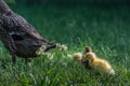 three runner ducks with their mother in the grass Royalty Free Stock Photo