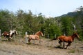 Three Running Horses Royalty Free Stock Photo