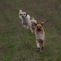 Three running playful dogs