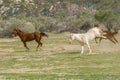 Three Running Quarter horses at Aguanga, California Royalty Free Stock Photo