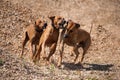 Three running rodesian ridgeback dogs Royalty Free Stock Photo