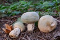 Three Russula virescens wild mushrooms Royalty Free Stock Photo