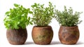 Three rustic ceramic pots with fresh culinary herbs including mint, oregano and thyme, arranged on white background for kitchen Royalty Free Stock Photo