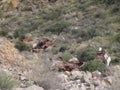 Three Rusty Wrecked Old Cars in Ravine in Arizona