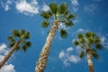 Three Sabal palm trees on a sky background