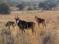 Three Sable Antelopes standing in long brown grass in a bush in South Africa with green trees in the background