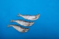 Three Sabrefish Pelecus cultratus on blue background. Salty dry fish - popular beer appetizer in Russia. Silver fish Royalty Free Stock Photo