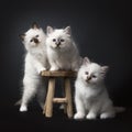 Three Sacred Birman kittens on and around a wooden stool isolated on black background facing the camera Royalty Free Stock Photo