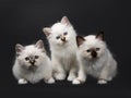 Three Sacred Birman kitten looking at camera Royalty Free Stock Photo