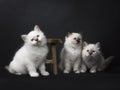 Three Sacred Birman kittens playing with a wooden stool isolated on black background Royalty Free Stock Photo