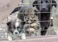 Three sad mongrel puppies in a cage