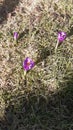 Three Saffrons in the Carpathians.