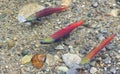 Three Salmon Spawning Royalty Free Stock Photo