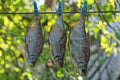 Three salted gray fish hang and dry on a clothespin on a metal wire