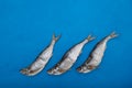Three salty dry fish on blue background with copy space. Sabrefish Pelecus cultratus - popular beer appetizer in Russia Royalty Free Stock Photo