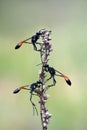 Three sand wasps Royalty Free Stock Photo