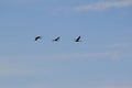 Three Sandhill Cranes (Antigone canadensis) in flight at Tiny Marsh