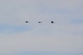 Three Sandhill Cranes (Antigone canadensis) flying in a row at Tiny Marsh